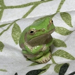 カエルの置物