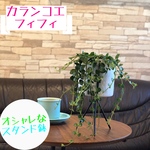カランコエ  フィフィ　スタンド鉢　多肉植物　観葉植物
