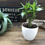 キングバンブー♡縁起の良い植物♡風水♡観葉植物