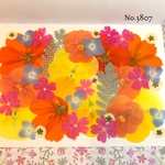 ♡new♡作家様必見♡押し花MIXセット♡押し花セット