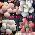 お買い得　多肉植物　ぷくぷく系　4点セット