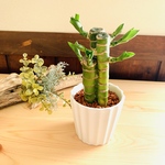 縁起の良い『万年竹』  ホワイト　陶器鉢でのお届け　観葉植物　インテリア　母の日