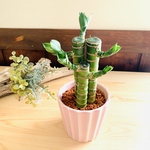 縁起の良い『万年竹』  ピンク　陶器鉢でのお届け　観葉植物　インテリア　母の日