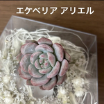 多肉植物 韓国苗 エケベリア アリエル