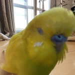 ふわふわ様専用