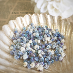 かすみ草    ＊blue mix＊