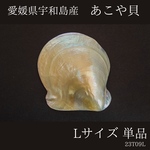 【送料込】愛媛県宇和島産　磨きあこや貝　単品Lサイズ
