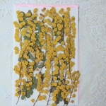 押し花素材ミモザ訳あり