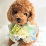 犬お花チョーカー≪花びらリボングリーン≫　写真撮影　トリミング　首飾り　犬猫アクセサリー　ヘッドアクセ　うちの子　結婚式