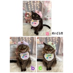 お誕生日セット、猫ちゃんの首輪、帽子