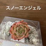 多肉植物 韓国苗 エケベリア スノーエンジェル