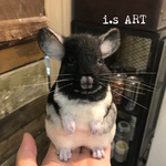 デカチンチラ♡