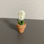 ヒヤシンス  ちびっこ花鉢　11