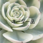 t様オーダーページ