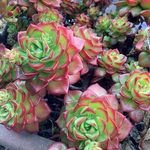 レティジア    カット苗