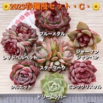 2023春爛漫セット・C・【多肉植物】【限定販売】札付き