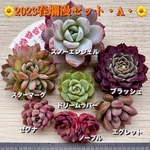 2023春爛漫セット・A・【多肉植物】【限定販売】札付き