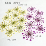 🌼色染め レースフラワー2色 ＊ 押し花