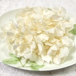 ひめ紫陽花　あじさい　アジサイ　プリザーブド　オフホワイト〜アイボリー