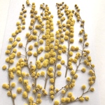ミモザの押し花