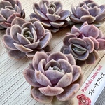 【多肉植物】ブルーサプライズ（新・札付き）