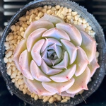 ピンクラバー　韓国苗　多肉植物