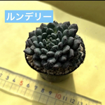 多肉植物 韓国壁紙 ルンデリー