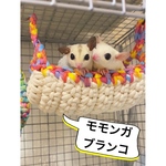 モモンガブランコ