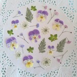 押し花素材74　ビオラと小花のセット　花材　パープルミックス　イエロー