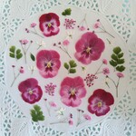 押し花素材81　ビオラと小花のセット　花材　ミックス　ピンク色