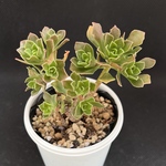 チョコチップ　アエオニウム　多肉植物
