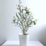 ●数量限定●新作●ユーカリの木　希少　”ユーカリ・ムーンラグーン（ロング62㎝～）鉢セット”　観葉植物　ギフト