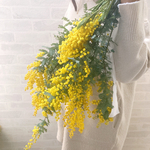 特大60cm＊生花ミモザの大きなスワッグ＊