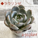 現品販売♡ラウリンゼ♡第四種送料無料◆多肉植物　韓国苗