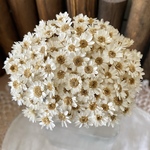 くすみカラー❗️スターフラワーブロッサムアレンジ加工30輪販売❣️ホワイトローアンバー色❣️ハンドメイド花材カラードライフラワー