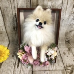 羊毛フェルト にこにこポメラニアンのフラワーフレーム　あじさい