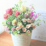 ❀春爛漫❀　サクラソウとラナンキュラス　可愛いお花の寄せ植え　贈り物にも