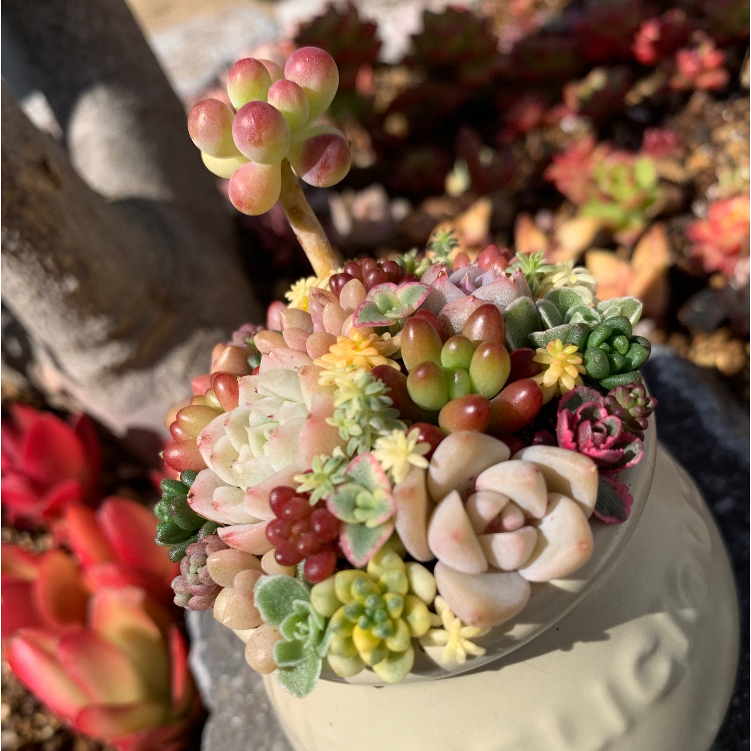 多肉　寄せ植え　セメント鉢　セダム　観葉植物　乙女心　ちま寄せ　そのまま飾れる 多肉 寄せ植え セメント鉢 セダム 観葉植物 乙女心 ちま寄せ