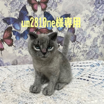 羊毛フェルト　猫
