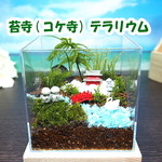 苔寺【苔テラリウム・手作りキット一式】キューブ型