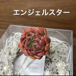 多肉植物 韓国苗エケベリア エンジェルスター