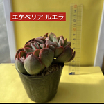 多肉植物 韓国苗 エケベリア ルエラ