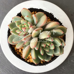 多肉植物　スカーレット