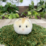 【ゲリラ販売】ほっとペット　イエロージャンガリアン
