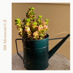 ★新商品入荷★インテリアグリーン 大人気 多肉植物 マンネングサ属 セダム 虹の花 ジョーロブリキ鉢 ★アンティーク