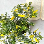 ミモザ　アカシア　モニカ♡小型の人気のミモザ♡たくさんの花付き♡ドライフラワー