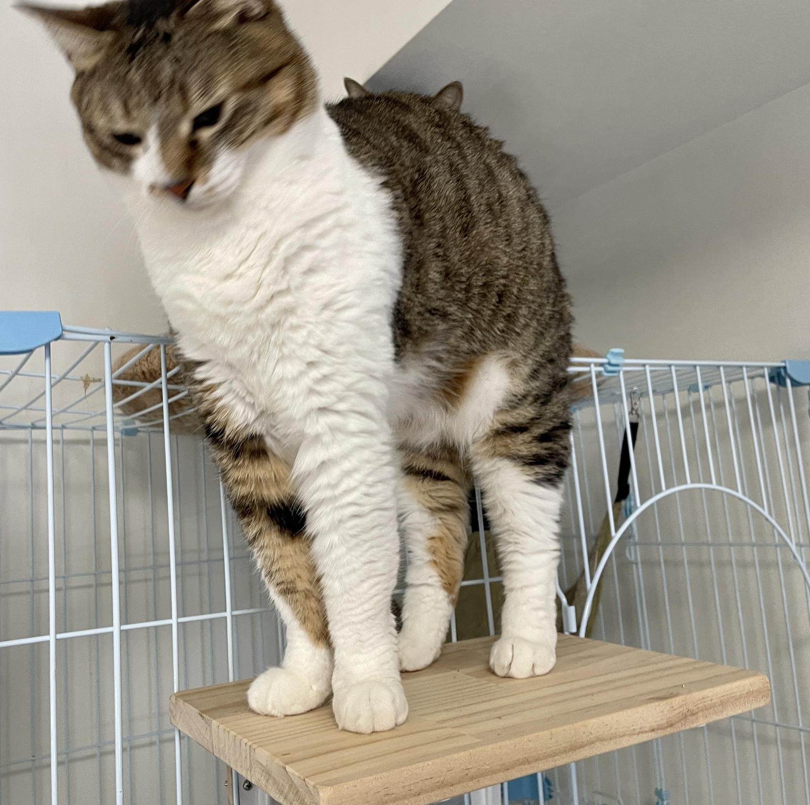 キャットケージ用ステップ⭐︎オーダーメイドでサイズ対応いたし