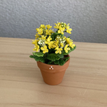 菜の花　2   花鉢