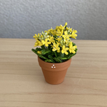 菜の花　4    花鉢
