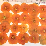 ♡new♡送料無料 ☆ビオラ☆ 押し花セット